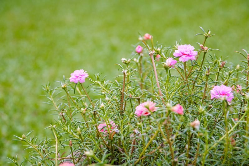 Mad Hatter's Roses