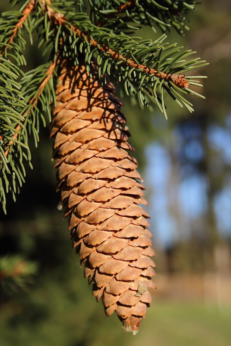 Spruce Tree